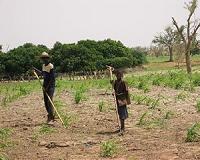 Fertilizer nutrient imbalance to limit food production in Africa