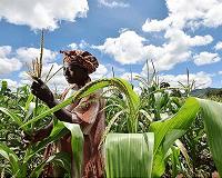 Crop breeding is not keeping pace with climate change