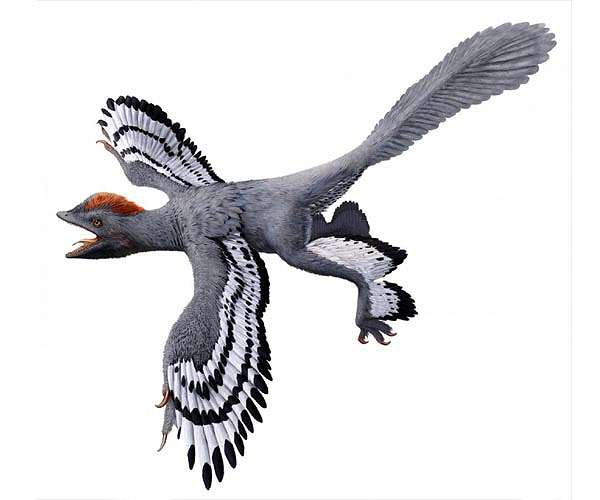 Researcher questions whether powered flight appeared on non-avialan dinosaurs