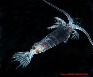 Study Finds Deep, Open Ocean Is Vastly Under-Explored