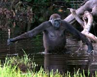 Second Rare Gorilla Killed By Congo Rebels, Mass Slaughter Now Feared