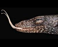Lizard venom could yield blood clot treatment breakthrough