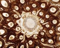 Unique chromosomes preserved in Swedish fossil