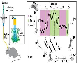 Blinking Neurons Give Thoughts Away