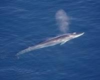 Anti-whalers dismayed as Greenland gets hunting quota