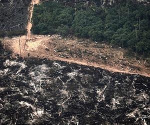 Brazil leader vetoes parts of law opening up Amazon