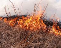 Island national park 'taken out' by Australia fires