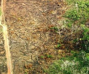 Global Pacts Like REDD Ignore Primary Causes Of Destruction Of Forests