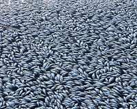 Sea of white: 'Hundreds of thousands' of fish dead in Australia