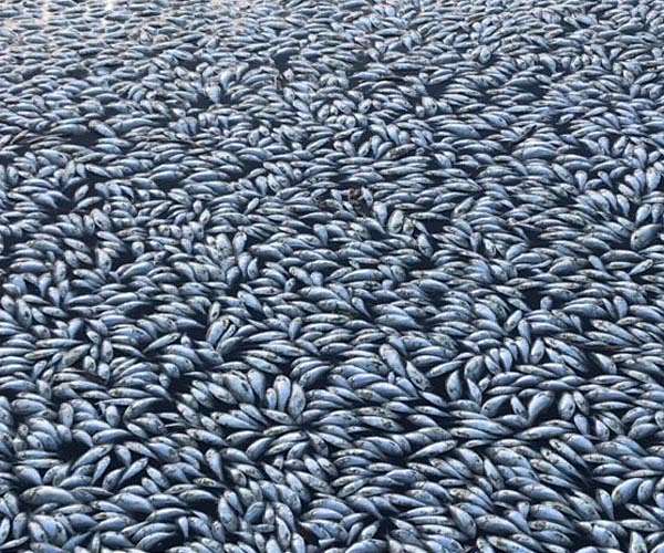 Germany says 300 tonnes of dead fish pulled from Oder