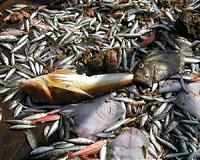 US proposes to curb illegal fishing by tracing imports