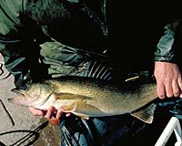 First Direct Evidence Of Substantial Fish Consumption