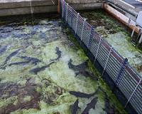Can offshore fish farming feed a hungry world?