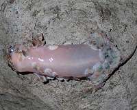 Skin-ditching gecko inexplicably leaves body armor behind when threatened