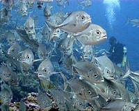 Ocean-scale dataset allows broad view of human influence on Pacific reefs