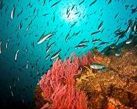 Parasite-infected fish can put healthy school members at risk