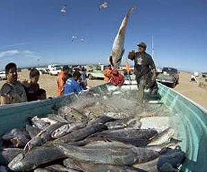 Study Finds Common Ground For Ecosystems And Fishing In Northwest Mexico