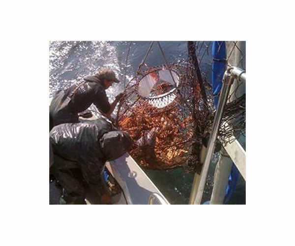 Warming waters 'key culprit' in Alaska crab mass die-off