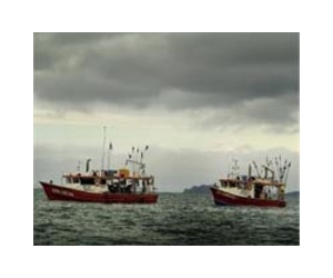 Fishing countries targeted over endangered southern tuna
