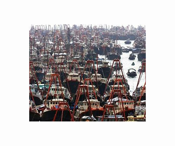 'Lucky tiger': Fukushima fishermen pin hopes on pufferfish