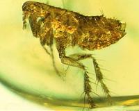 Russian region orders mass vaccination against bubonic plague