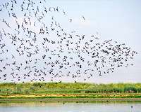 Study considers how climate change, shifting winds will impact migratory birds