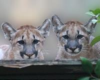 Record number of panthers killed in Florida in 2014
