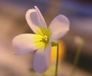 Some plants may not adapt quickly to future climate change