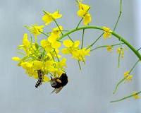 Pesticides affect bees' ability to locate flowers, drink nectar