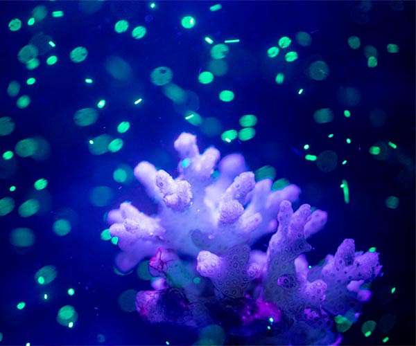 Microplastic pollution linger in rivers for years before entering oceans