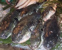 Japanese company raises safe puffer fish