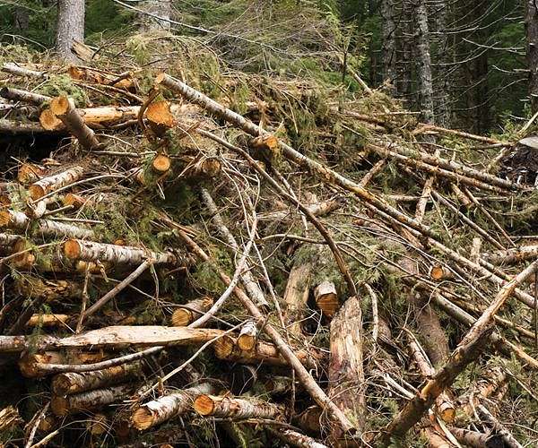 Most forest biomass worse for climate than fossil fuels