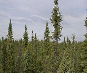 Trees grow faster and store more carbon as they age