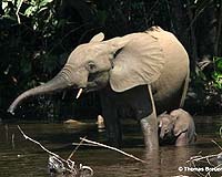 SLeone elephants 'wiped out' by poachers: official