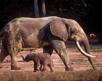 Pamela Anderson urges Zimbabwe to stop export of baby elephants