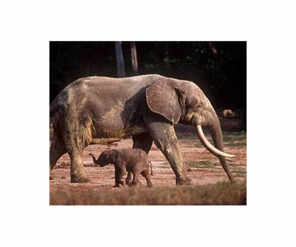 Deadly elephant virus stalks Zurich zoo