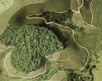 Reforesting is a good idea, but it is necessary to know where and how