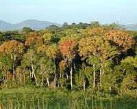 Illegal haul of Gabonese sacred wood disappears