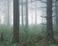 Some Forests Recovering But Net Losses Persist