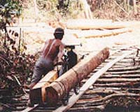 Greenpeace aims to expose Indonesian forest destruction