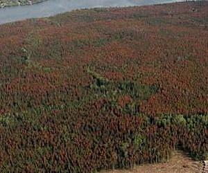 Rising concerns over tree pests and diseases