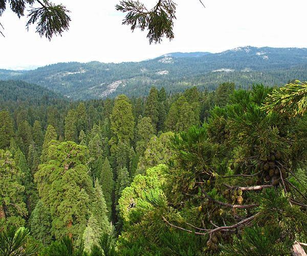 California wildfires killed thousands of giant sequoias: officials