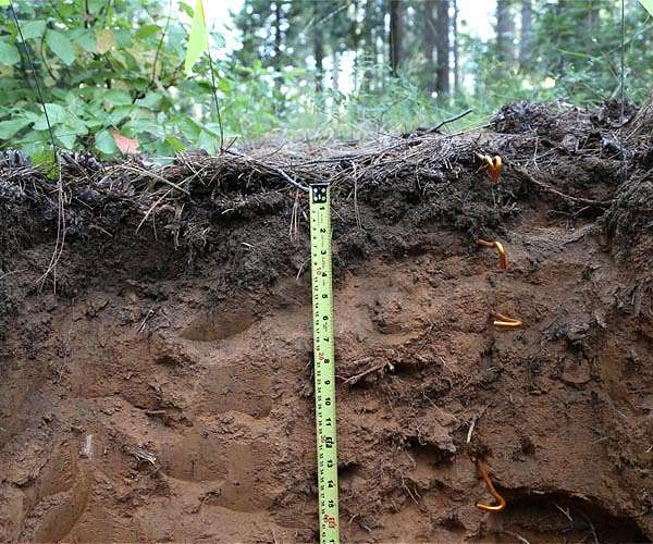 Soil and sediment lock away more CO2 than thought: study