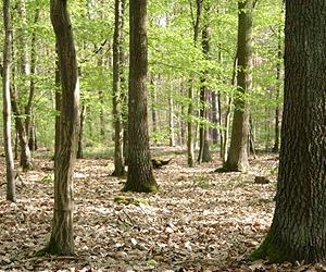 Global Warming May Affect the Capacity of Trees to Store Carbon