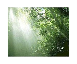 Saving Tropical Forests By Valuing Their Carbon And Improving Farm Tech