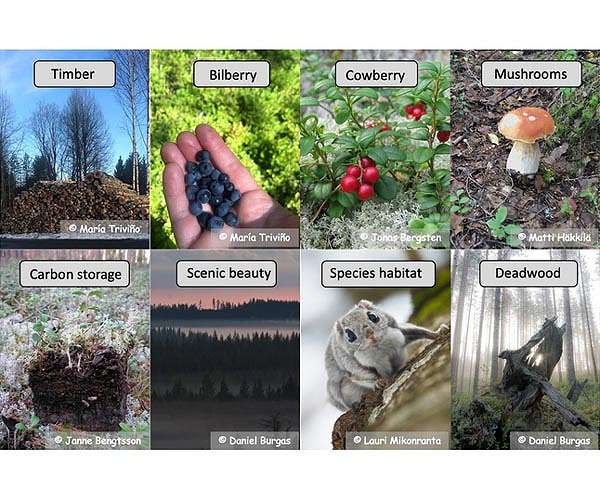 General forest management critical for ecosystem services even with climate change