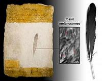 Molecular analysis of anchiornis feather gives clues to origin of flight