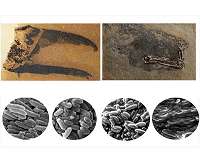 Scientists discover how birds and dinosaurs evolved to dazzle with colourful displays