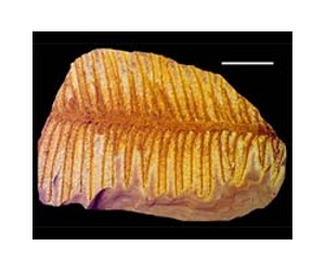 Xmas tree genome very much the same over the last 100 million years