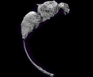 Ancient 'fig wasp' lived tens of millions of years before figs